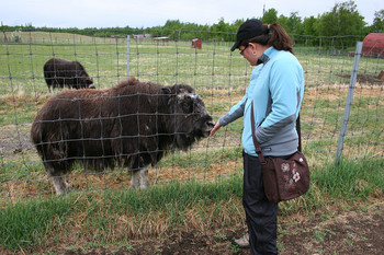 timber_musk_ox.jpg