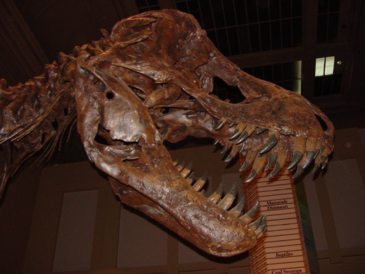 A look at the skull of a T-Rex held at the Smithsonian Museum of Natural History.