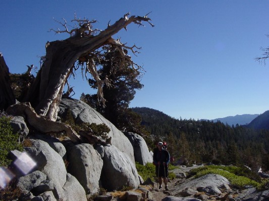 Tom next to a strange tree.