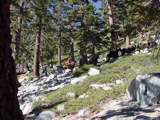 A pack team on their way into Desolation Wilderness.