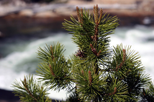 A tree along the river.