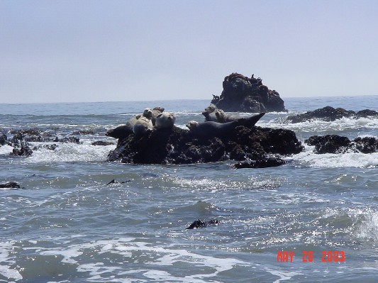 A collection of seals and sea lions sitting on rocks.