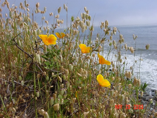California Poppies along the Lost Coast.