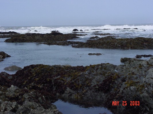 Tidal pools along the Lost Coast.