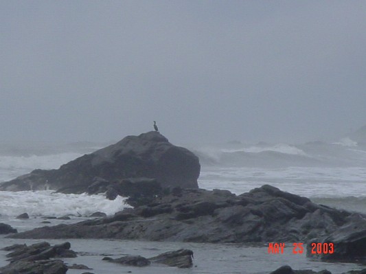 A cormorant trying to dry out its wings on a foggy day.