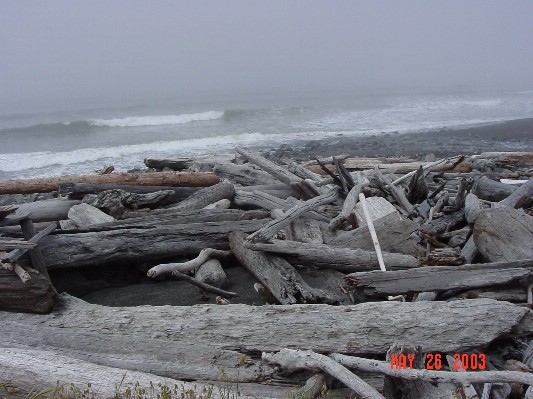 A pile of logs that were brought up onto shore by storms.