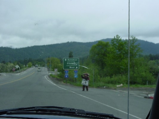 A moose walking the streets.