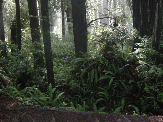 A look at old growth redwoods.