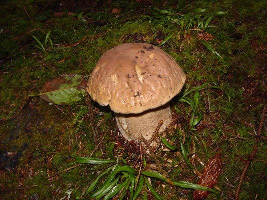 A giant mushroom that we saw along the trail.