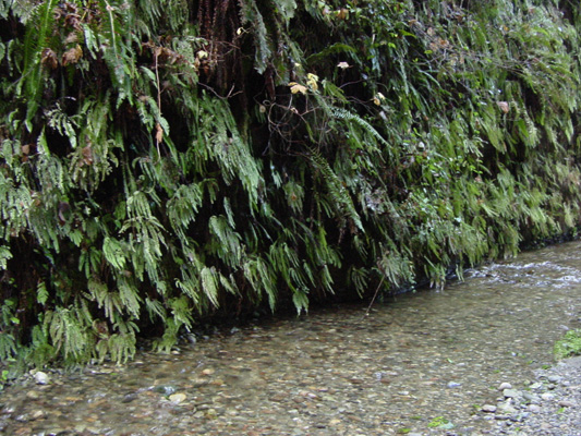 A beautiful wall of ferns in Fern Canyon.