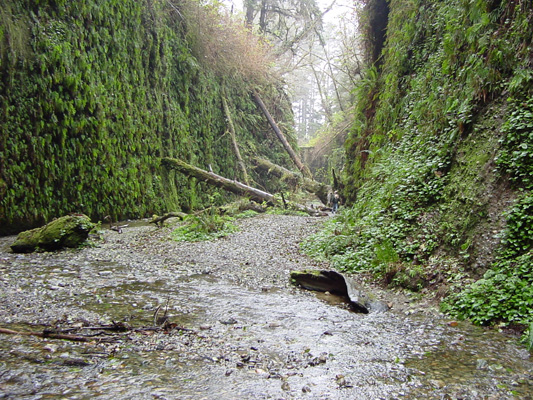 One of the coolest places on earch, Fern Canyon.