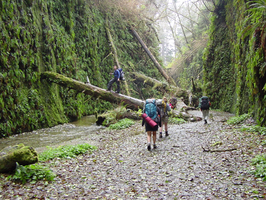 Fern Canyon with people hiking through it.
