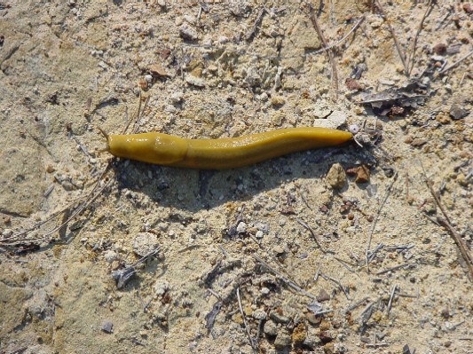 Banana Slug