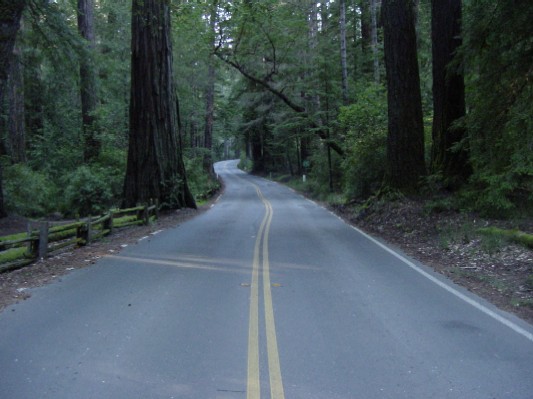 The road winding through Big Basin Redwoods State Park.