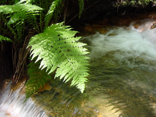 Ferns along the creek.