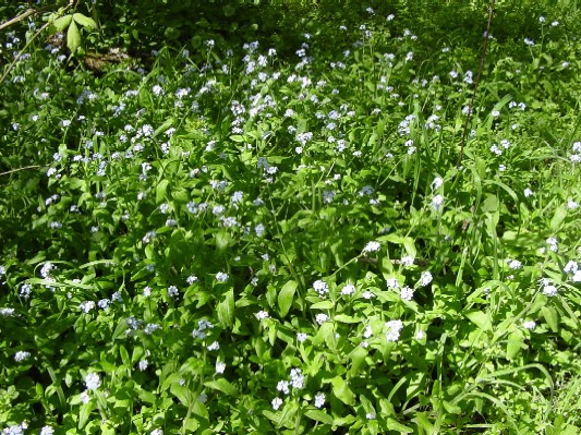 A raft of forget-me-nots.